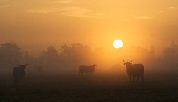 Cattle Sunrise...