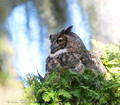 Great Horned Owl