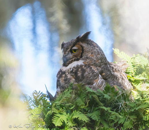 Great Horned Owl