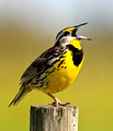 Eastern Meadow Lark