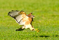 Red Shouldered Hawk