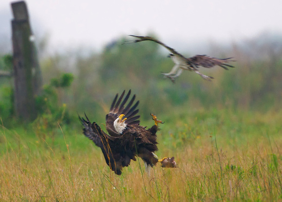 American Bald Eagle and the Osprey