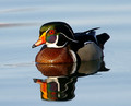 Wood Duck