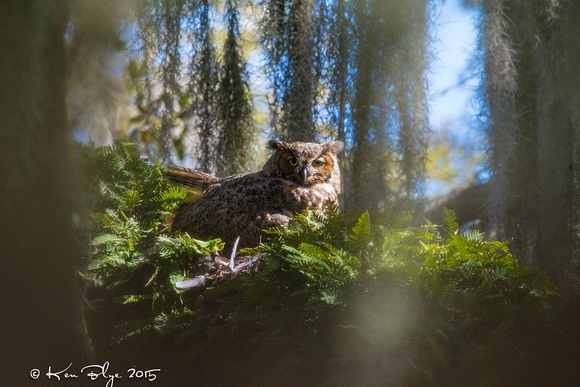 Great Horned Owl