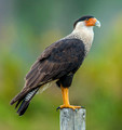 Crested Caracara