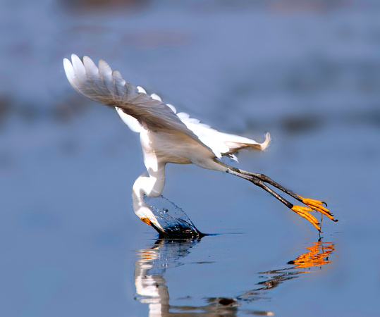 Snowy Egret