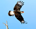 Crested Caracara