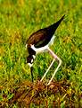 Black Necked Stilt