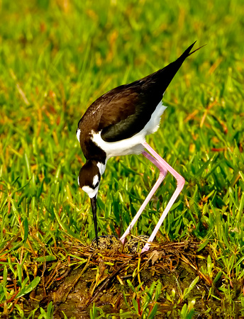 Black Necked Stilt