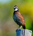 Northern Bobwhite