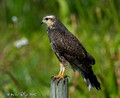 Snail Kite