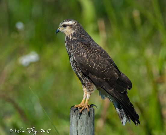 Snail Kite